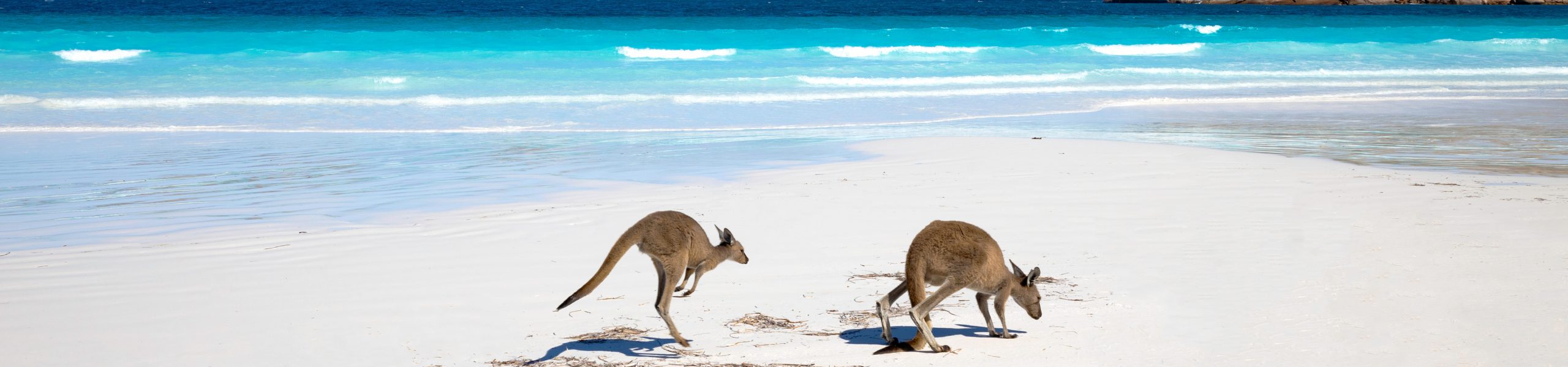 Kangaroos